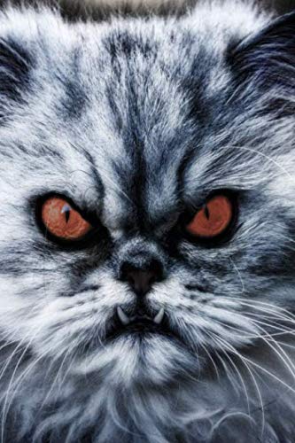 Evil Cat Notebook: Funny evil sinister looking cat journal